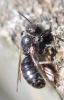 Chelostoma sp.